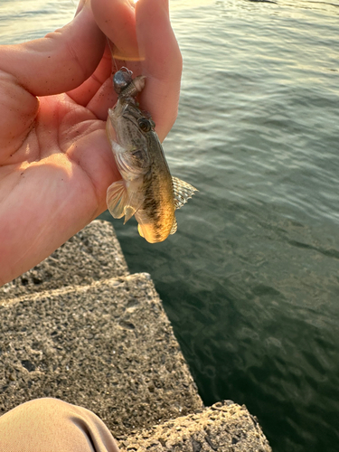 ハゼの釣果