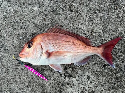 マダイの釣果