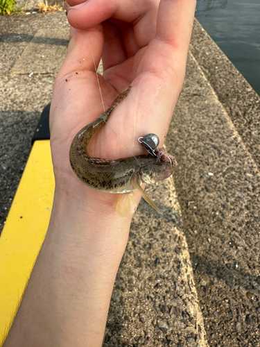 マハゼの釣果