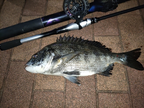 クロダイの釣果