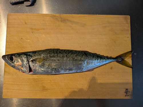 サバの釣果