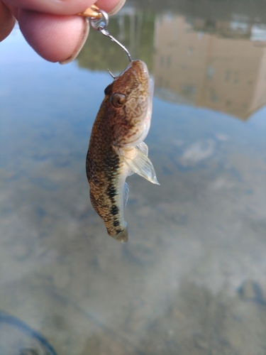 マハゼの釣果