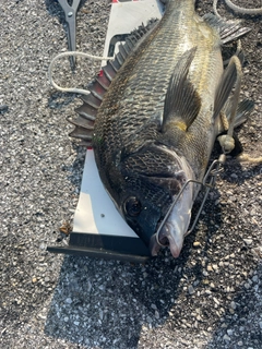 チヌの釣果