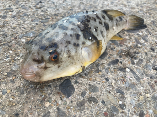 クサフグの釣果