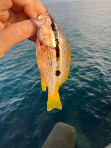 ネンブツダイの釣果