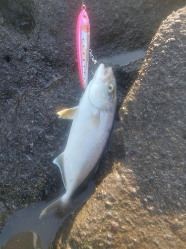 ショゴの釣果