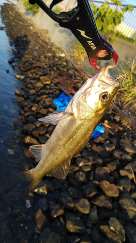 釣果