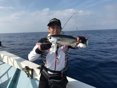 キハダマグロの釣果