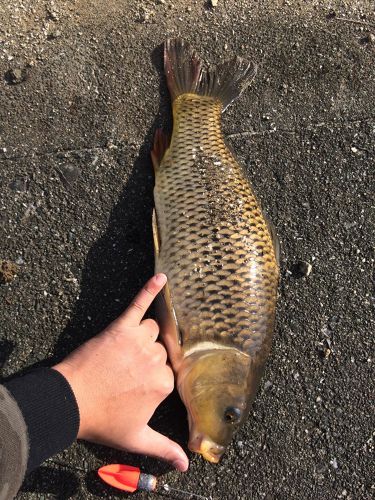 コイの釣果