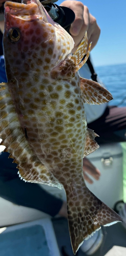 オオモンハタの釣果