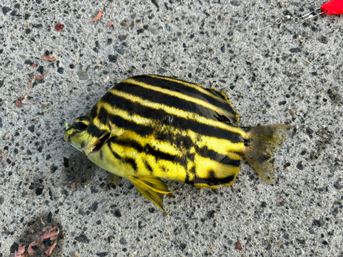 カゴカキダイの釣果