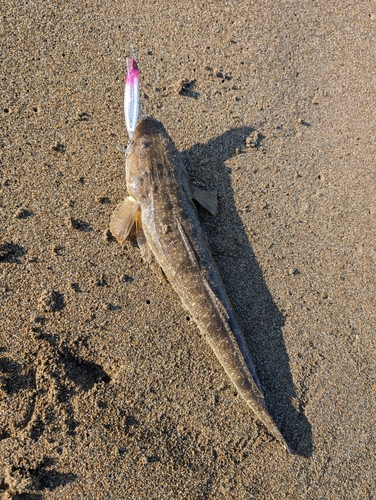 マゴチの釣果