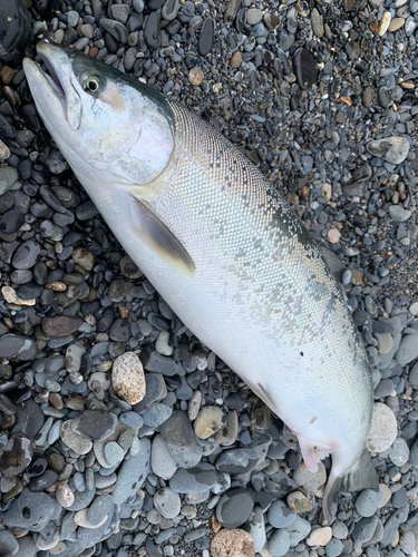 サクラマスの釣果