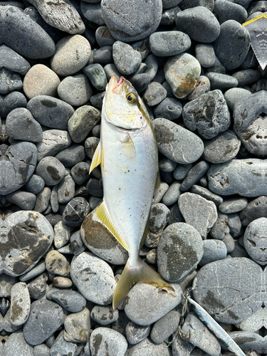 ショゴの釣果