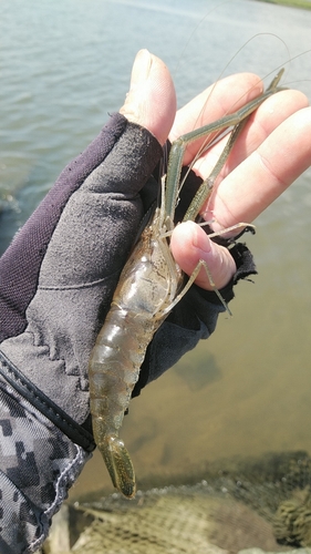 テナガエビの釣果