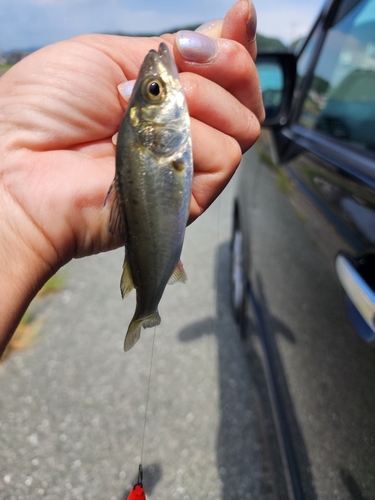 セイゴ（ヒラスズキ）の釣果