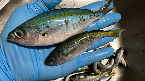 タカベの釣果