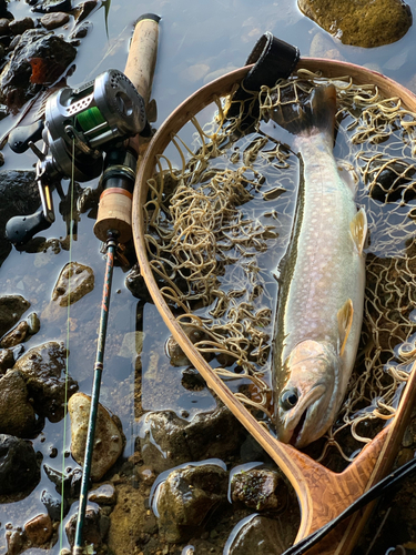 イワナの釣果