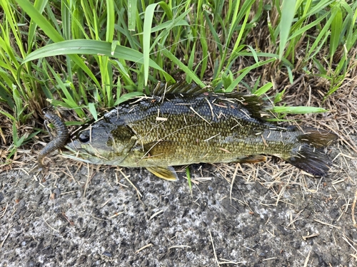 スモールマウスバスの釣果