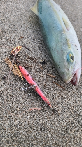 ワカシの釣果