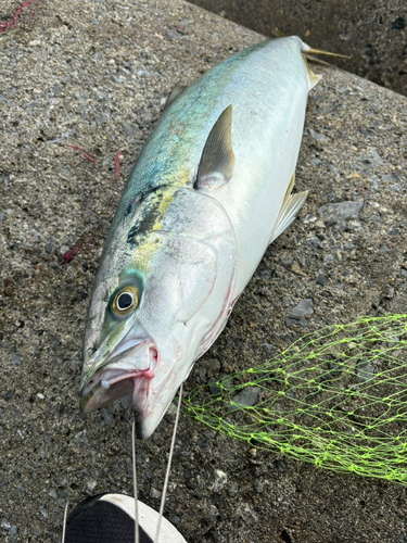 イナダの釣果