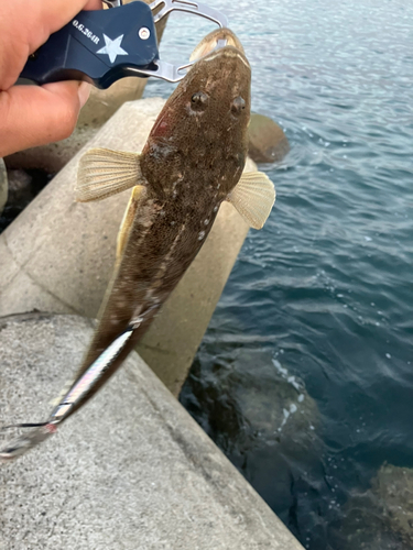 マゴチの釣果