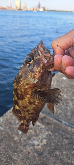 カサゴの釣果