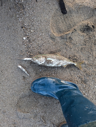 ワカシの釣果