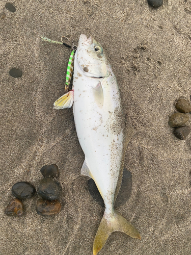 ワカシの釣果