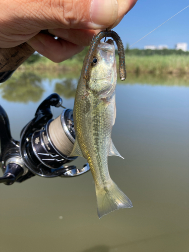 ラージマウスバスの釣果