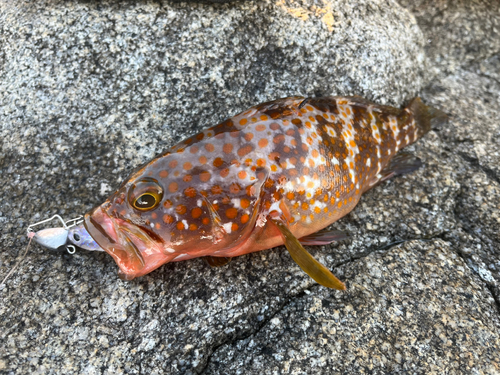 アコウの釣果