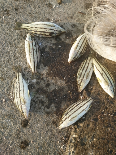 シマイサキの釣果