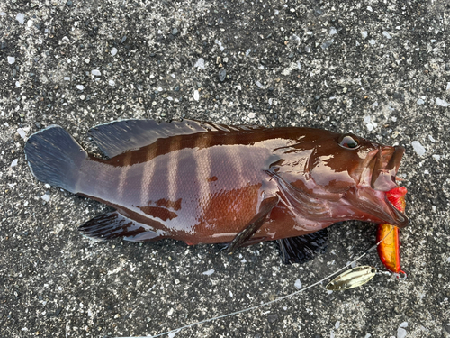 ヤミハタの釣果