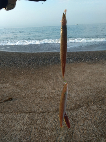 カマスの釣果