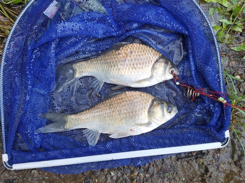 ヘラブナの釣果