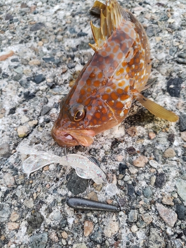 キジハタの釣果