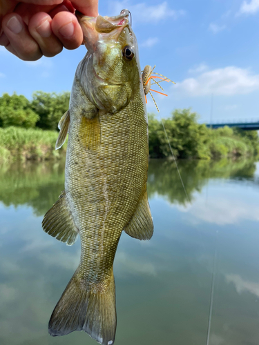 スモールマウスバスの釣果