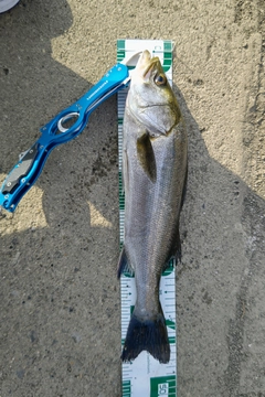 フッコ（マルスズキ）の釣果