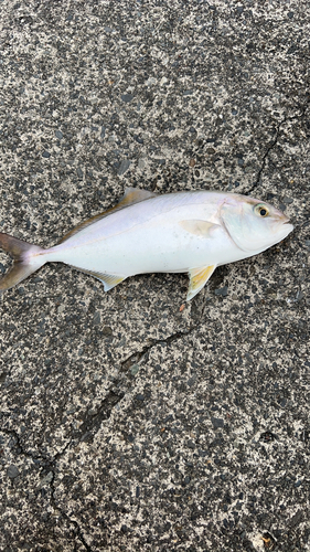 カンパチの釣果