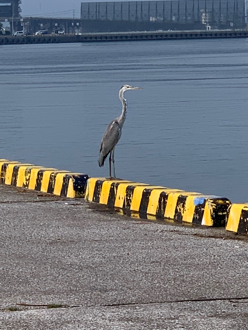 タチウオ