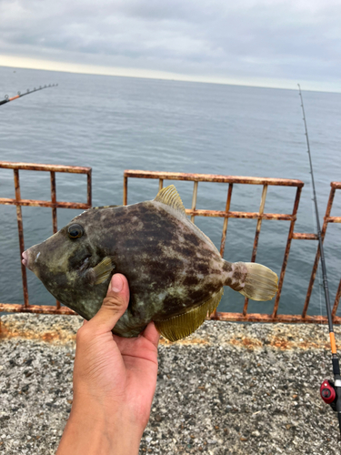 カワハギの釣果