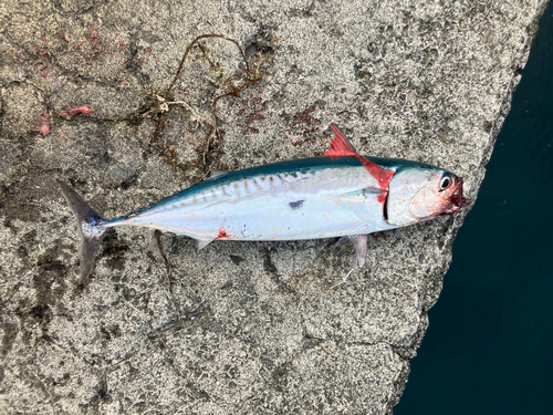 マルソウダの釣果