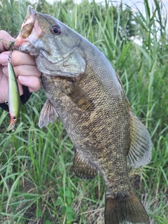 スモールマウスバスの釣果