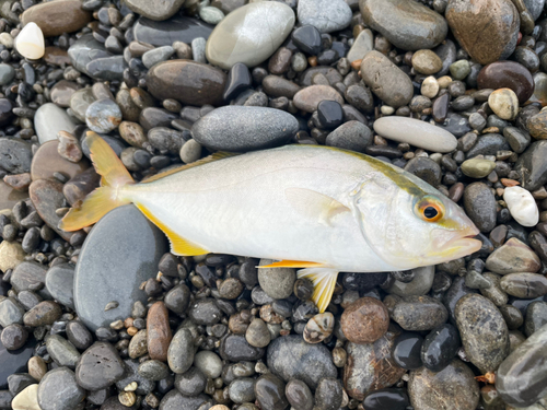 シオの釣果