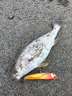 ニベの釣果