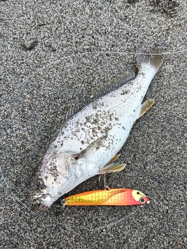 ニベの釣果