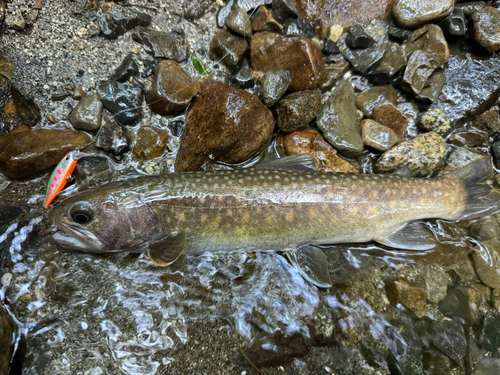 イワナの釣果