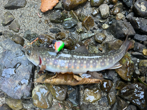 イワナの釣果