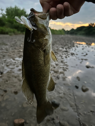 スモールマウスバスの釣果