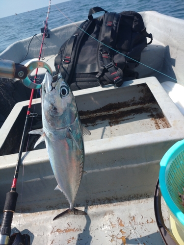 ソウダガツオの釣果